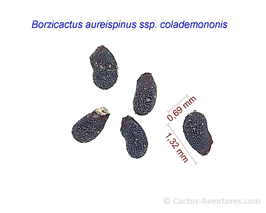 Cleistocactus colademononis